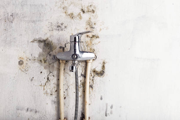 Best Best Mold Removal Companies  in West Wyoming, PA
