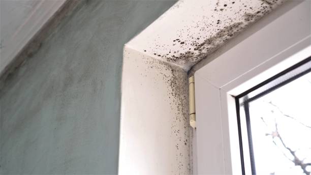Best Home Mold Removal  in West Wyoming, PA