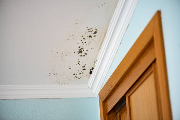 Best Mold Removal Near Me  in West Wyoming, PA