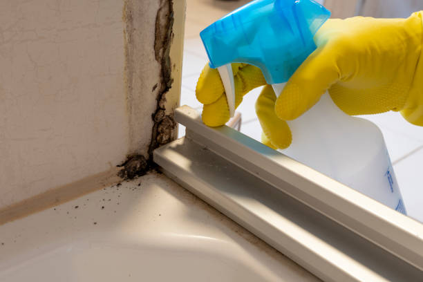 Best Affordable Mold Removal  in West Wyoming, PA