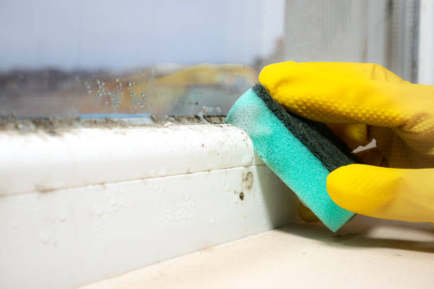 Best Emergency Mold Removal  in West Wyoming, PA