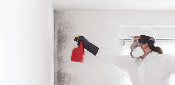 Professional Mold Removal in West Wyoming, PA