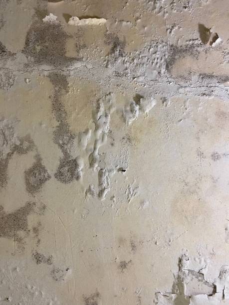 Best Toxic Mold Removal  in West Wyoming, PA