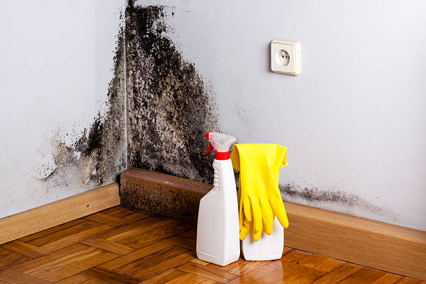 Best Commercial Mold Removal  in West Wyoming, PA