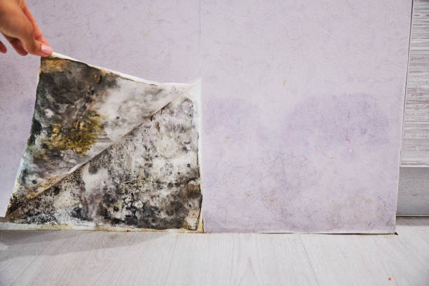 Best Same-Day Mold Removal  in West Wyoming, PA
